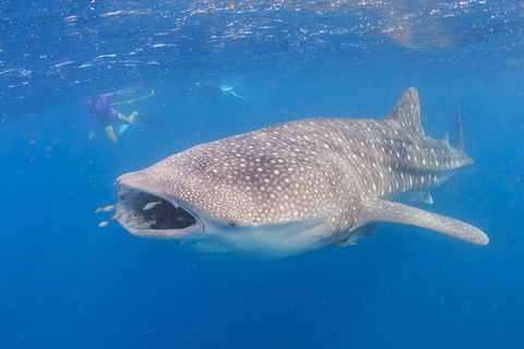Whale Shark Safari - Accommodation Port Hedland 5