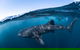 Whale Shark Safari - thumb 2