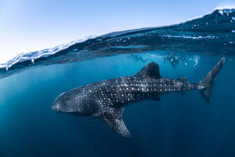 Whale Shark Safari - Accommodation Port Hedland 2
