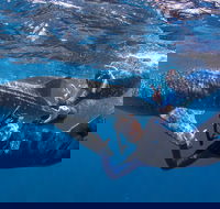Whale Shark Safari - Accommodation Port Hedland