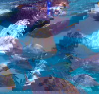 Coral Bay 2-Hour Coral Viewing and Snorkeling - Accommodation Port Hedland