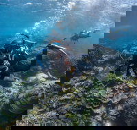 Ningaloo Adventure and Manta Ray Tour - Accommodation Port Hedland