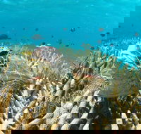 Coral Bay 3-Hour Turtle Ecotour - Accommodation Port Hedland