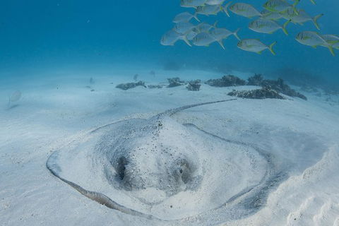 Coral Bay 3-Hour Turtle Ecotour - Accommodation Port Hedland 2