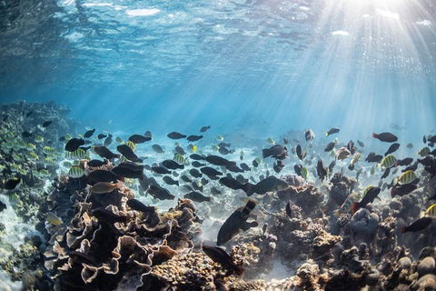 Coral Bay 3-Hour Turtle Ecotour - Accommodation Port Hedland 5