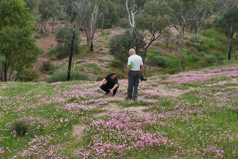 Orchids And Wildflowers Photographic Day Tour From Perth - Accommodation Port Hedland 11
