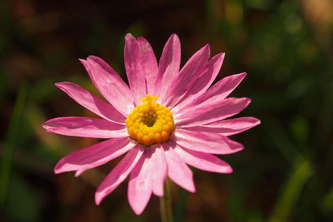 Orchids And Wildflowers Photographic Day Tour From Perth - Accommodation Port Hedland 7