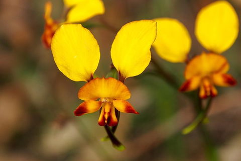 Orchids And Wildflowers Photographic Day Tour From Perth - Accommodation Port Hedland 2