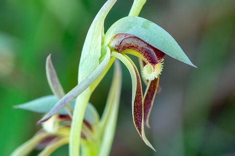 Orchids And Wildflowers Photographic Day Tour From Perth - Accommodation Port Hedland 9
