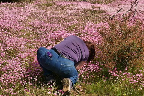 Orchids And Wildflowers Photographic Day Tour From Perth - Accommodation Port Hedland 4