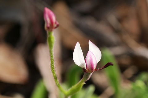 Orchids And Wildflowers Photographic Day Tour From Perth - Accommodation Port Hedland 5