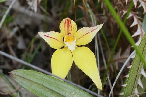 Orchids And Wildflowers Photographic Day Tour From Perth - Accommodation Port Hedland 8
