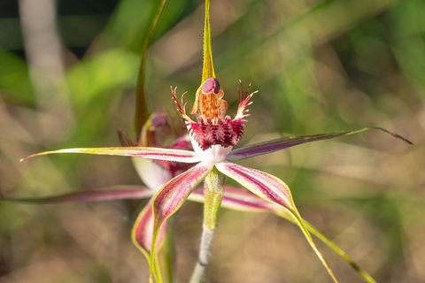 Orchids And Wildflowers Photographic Day Tour From Perth - Accommodation Port Hedland 13