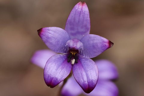 Orchids And Wildflowers Photographic Day Tour From Perth - Accommodation Port Hedland 1