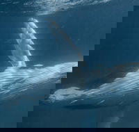 Humpback Whale Safari - Accommodation Port Hedland