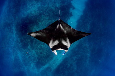 Life On Ningaloo Swimming Tour In Exmouth - Accommodation Port Hedland 3