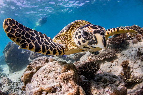 Life On Ningaloo Swimming Tour In Exmouth - Accommodation Port Hedland 1