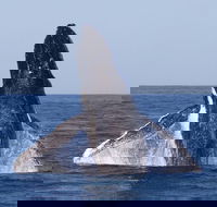 Full-Day Whale Watching Snorkeling and Swimming at Coral Bay - Accommodation Port Hedland