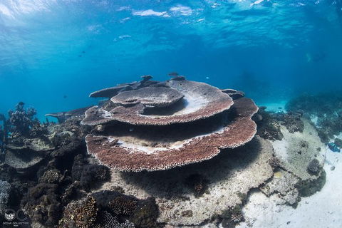 Whale Shark Adventure Tour - Accommodation Port Hedland 7