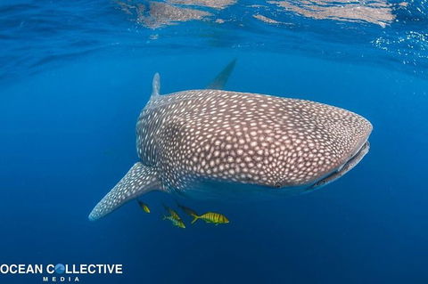 Whale Shark Adventure Tour - Accommodation Port Hedland 11