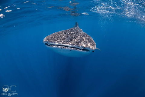 Whale Shark Adventure Tour - Accommodation Port Hedland 1