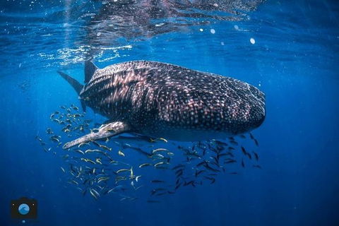 Whale Shark Adventure Tour - Accommodation Port Hedland 2