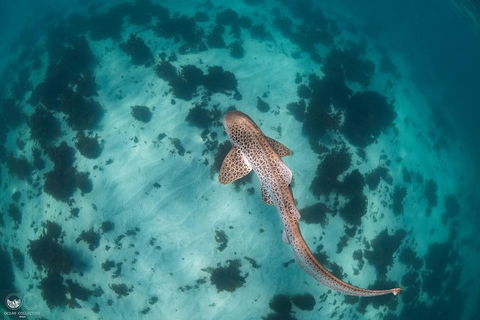 Whale Shark Adventure Tour - Accommodation Port Hedland 3