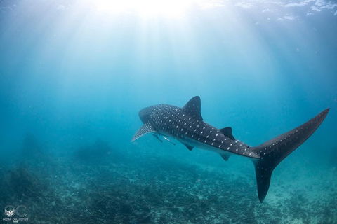Whale Shark Adventure Tour - Accommodation Port Hedland 9