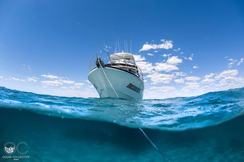 Whale Shark Adventure Tour - Accommodation Port Hedland 10