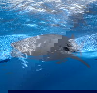 Whale Shark Adventure Tour - Accommodation Port Hedland