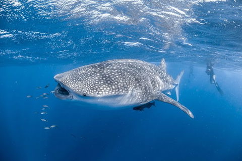 Whale Shark Adventure Tour - Accommodation Port Hedland 0