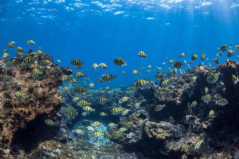 Whale Shark Adventure Tour - Accommodation Port Hedland 5