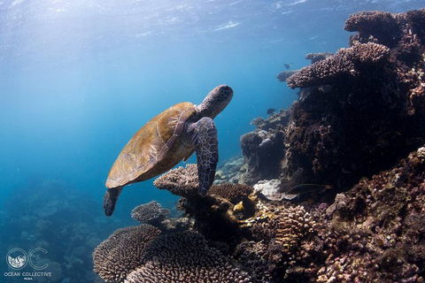 Whale Shark Adventure Tour - Accommodation Port Hedland 4