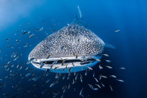 Whale Shark Adventure Tour - Accommodation Port Hedland 8