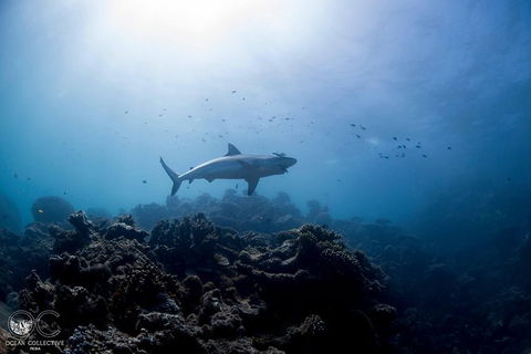 Whale Shark Adventure Tour - Accommodation Port Hedland 6