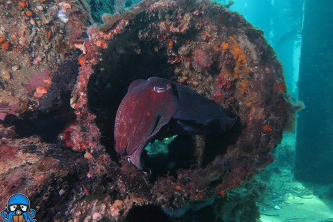 PADI Open Water Course - Accommodation Port Hedland 1