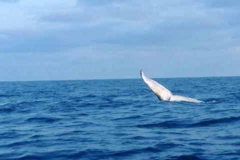 Whale Watching Boat Tour In Geraldton - Accommodation Port Hedland 0