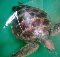 Australian Seabird Rescue - Accommodation Port Hedland