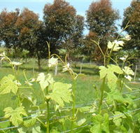 Barwon Ridge Wines - Accommodation Port Hedland