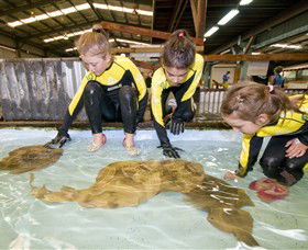 Australian Shark And Ray Centre - Accommodation Port Hedland 0