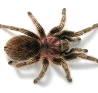 Melbourne Museum - Accommodation Port Hedland