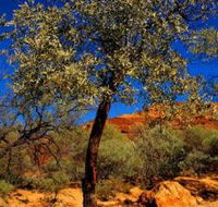 Mt Romance Australia Pty Ltd - Accommodation Port Hedland