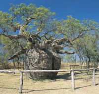 Boab Prison Tree - Accommodation Port Hedland