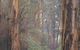 Beedelup National Park - thumb 0