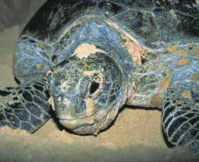 Turtle Nesting Season - Accommodation Port Hedland 0