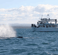 Dolphin Watch Cruises