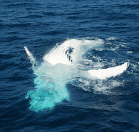 Dolphin Wild Cruises