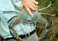 Whitsunday Crocodile Safari - Accommodation Port Hedland