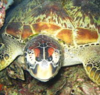 Adrenalin Snorkel and Dive - Accommodation Port Hedland