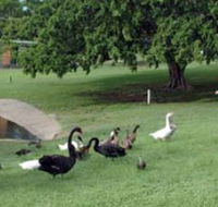 Anzac Park and Ululah Lagoon - Accommodation Port Hedland